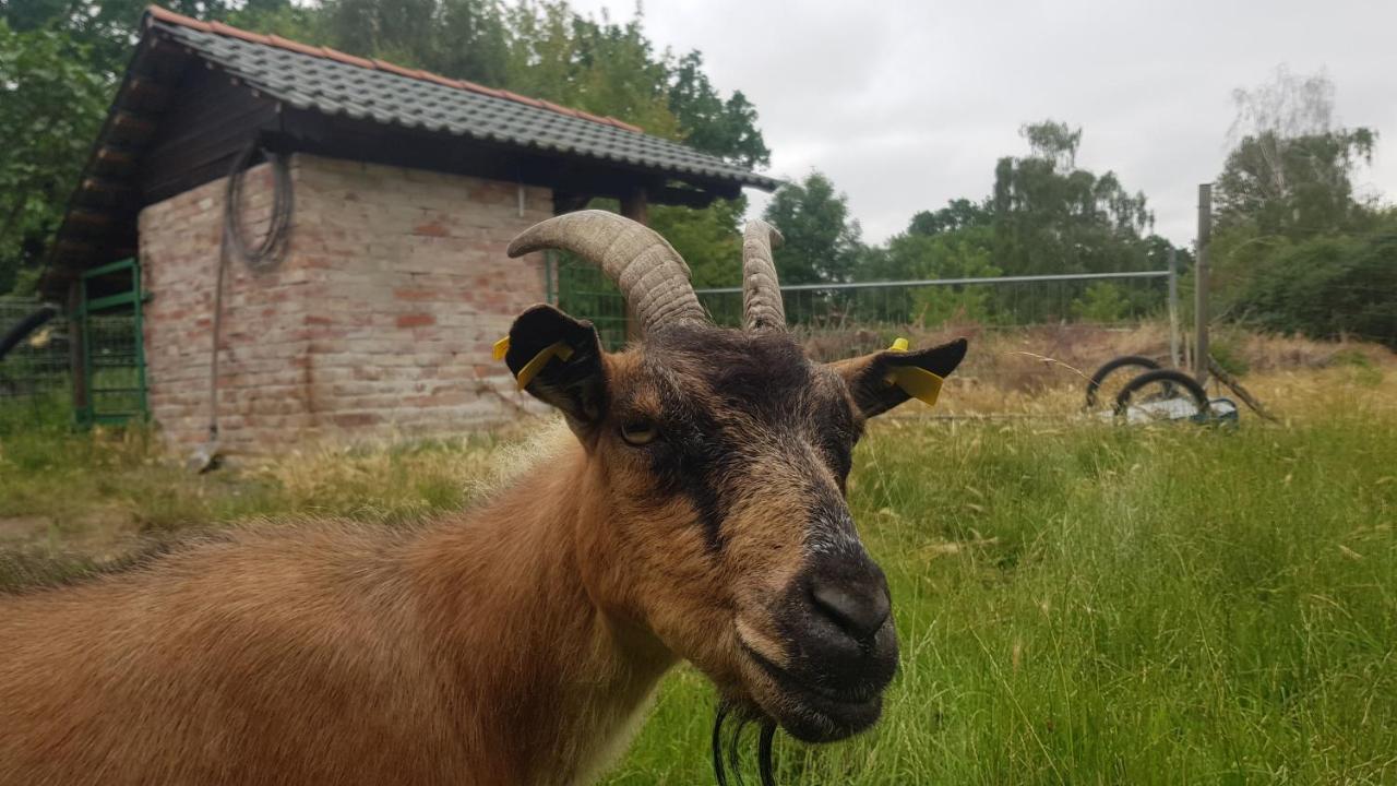 Zimmervermietung Zahn Baalberge Kültér fotó